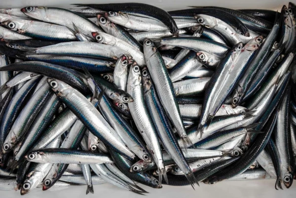 Germany, Spain, and Italy are the Key Players on the EU Anchovies Market